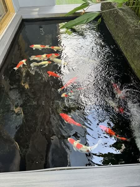 Picardy Gardens, 122E Jalan Pari Burong, 7 Bedrooms, 7,000 sqft, Detached House For Sale, by Helen Tan, 500136364 - Garden - PropertyGuru.com.sg