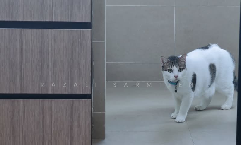 625 Ang Mo Kio Avenue 9, 625 Ang Mo Kio Avenue 9, 3 Bedrooms, 990 sqft, HDB Flat For Sale, by Razali Sarmiten, 500172881 - Interior - PropertyGuru.com.sg