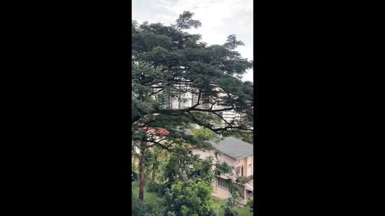 Kum Hing Court, 36 Tomlinson Road, 3 Bedrooms, 1,625 sqft, Apartment For Rent, by Jackie Mang, 500174912 - PropertyGuru.com.sg