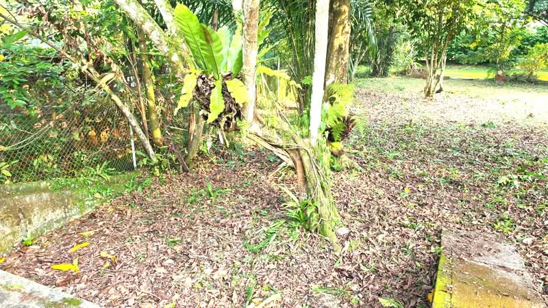 ✪ ANDREW ROAD BEAUTIFUL LAND FOR REBUILT PLOT ✪ only $1xxx Psf YET NEG ✪ GENUINE LISTING, Andrew Road, Newton / Novena, Studio, 5,500 sqft, Good Class Bungalow For Sale, by Joanne Lai, 500179817 - Garden - PropertyGuru.com.sg