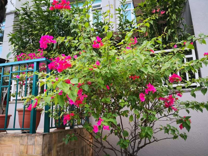 Summerhill, 50 Hume Avenue, 3 Bedrooms, 1,302 sqft, Condominium For Rent, by Betty Kong, 500184723 - Exterior - PropertyGuru.com.sg