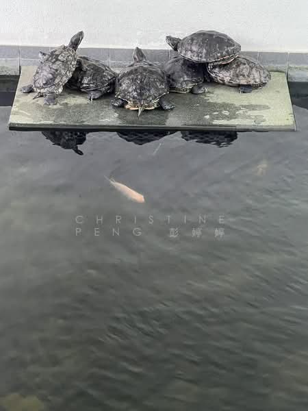 The Chuan, 31 Lorong chuan, 4 Bedrooms, 2,280 sqft, Condominium For Rent, by Christine Peng 彭婷婷, 500203973 - Exterior - PropertyGuru.com.sg