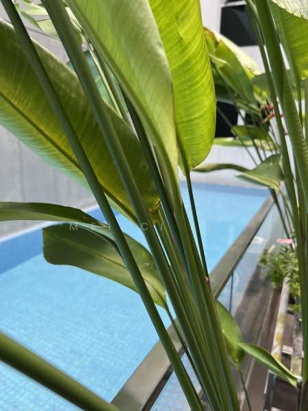 Grandview Suites @ Geylang, 1 Geylang Lorong 22, Eunos / Geylang / Paya Lebar, Studio, 463 sqft, Condominium For Rent, by Mei-Ci Lui, 500252992 - Pool - PropertyGuru.com.sg