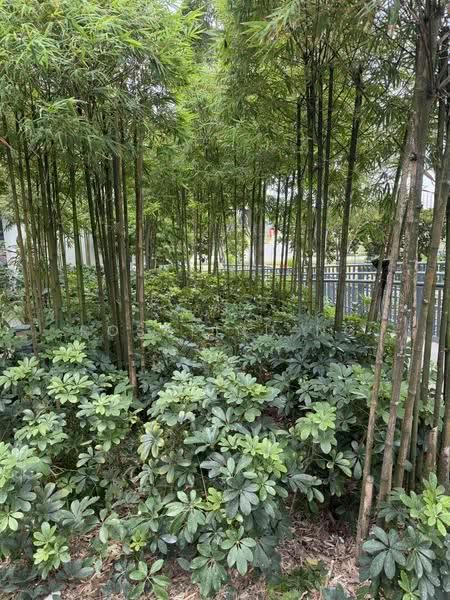 Kingsford Hillview Peak, 101 Hillview Rise, Dairy Farm / Bukit Panjang / Choa Chu Kang, 2 Bedrooms, 1,388 sqft, Condominium For Sale, by Rosalind Ng, 500270580 - Garden - PropertyGuru.com.sg
