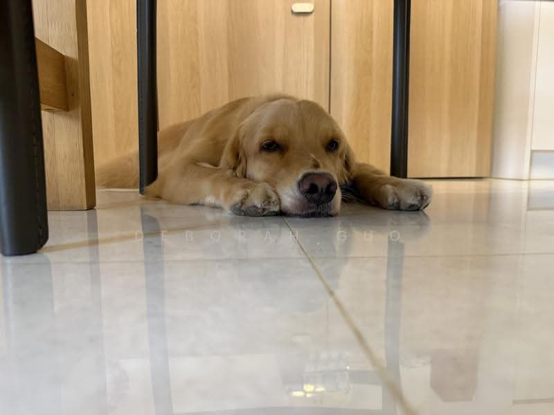 110 Lengkong Tiga, 110 Lengkong Tiga, Eunos / Geylang / Paya Lebar, Room Rental, 110 sqft, HDB Flat For Rent, by Deborah Guo, 500272838 - Occasional Dog Company! - PropertyGuru.com.sg