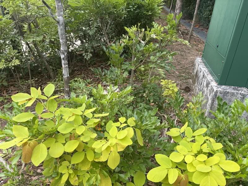 Frankel Estate Original Semi D for sale!, Bowmont gardens Jedburgh Gardens Yarrow Gardens, East Coast / Marine Parade, 3 Bedrooms, 2,000 sqft, Semi-Detached House For Sale, by Fanny Goh, 500275975 - Garden - PropertyGuru.com.sg