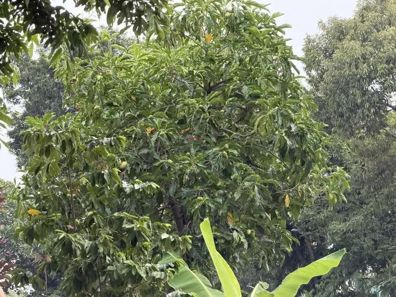 classical bungalow, Huge land with wide frontage and regular land for subdivision, within 1km: Zhonghua Primary School-call 8130 3636 to view, Hougang / Punggol / Sengkang, 6 Bedrooms, 4,000 sqft, Bungalow House For Sale, by Kim Yan 金燕, 500278849 - PropertyGuru.com.sg
