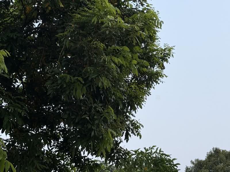 classical bungalow, Huge land with wide frontage and regular land for subdivision, within 1km: Zhonghua Primary School-call 8130 3636 to view, Hougang / Punggol / Sengkang, 6 Bedrooms, 4,000 sqft, Bungalow House For Sale, by Kim Yan 金燕, 500278849 - PropertyGuru.com.sg
