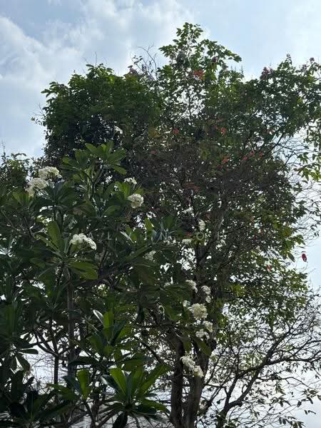 **LANDED7772**@ Best Value Semi D @ Natural Park, Ang Mo Kio / Bishan / Thomson, 5 Bedrooms, 3,500 sqft, Semi-Detached House For Sale, by Alvin Oh, 500294303 - PropertyGuru.com.sg
