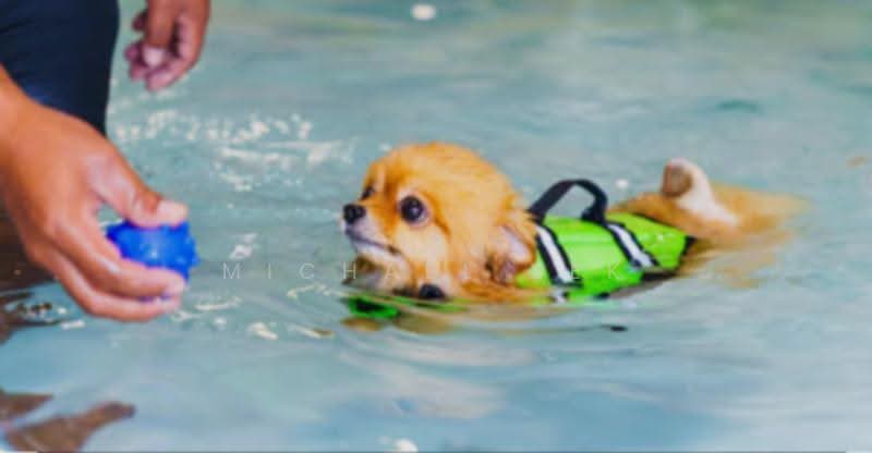 Indoor pet pool