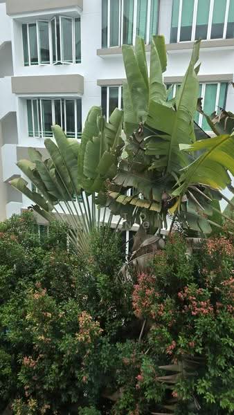 Castle Loft, 133 Lorong K Telok Kurau, East Coast / Marine Parade, 3 Bedrooms, 1,173 sqft, Apartment For Rent, by Clifton Ching, 500299741 - PropertyGuru.com.sg