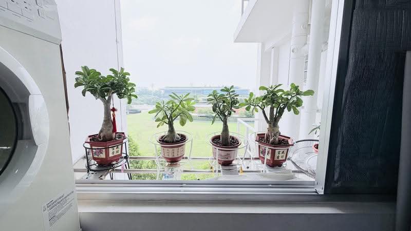 View from kitchen yard