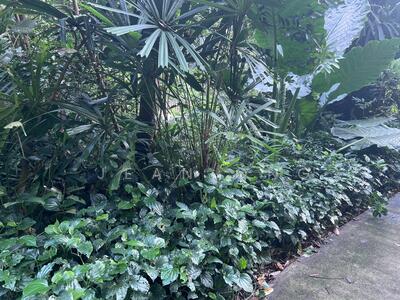 For Sale - ⭐️⭐️D10 BIN TONG/CORNWALL/LEEDON. LEGACY BUY ☎️JEAN 93571119