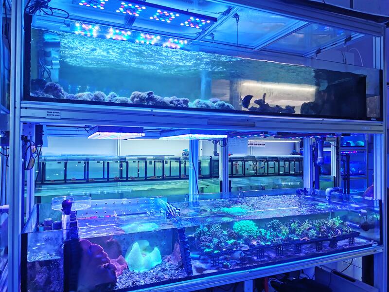 Aquarium Shop Lavender Street, 1,200 sqft, Shop Shophouse