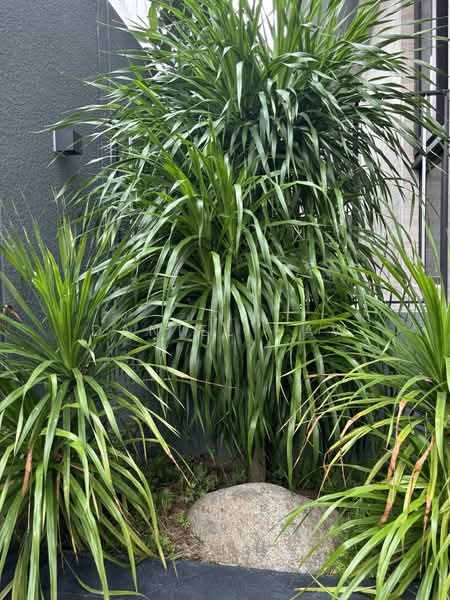 ⭐️⭐️LANDED7772@ Brand New Terrace Jln Leban, Jln Leban  DM 9321 7772 to view, 5 Bedrooms, 5,132 sqft, Terraced House For Sale, by Daniel Haw, 60118444 - PropertyGuru.com.sg