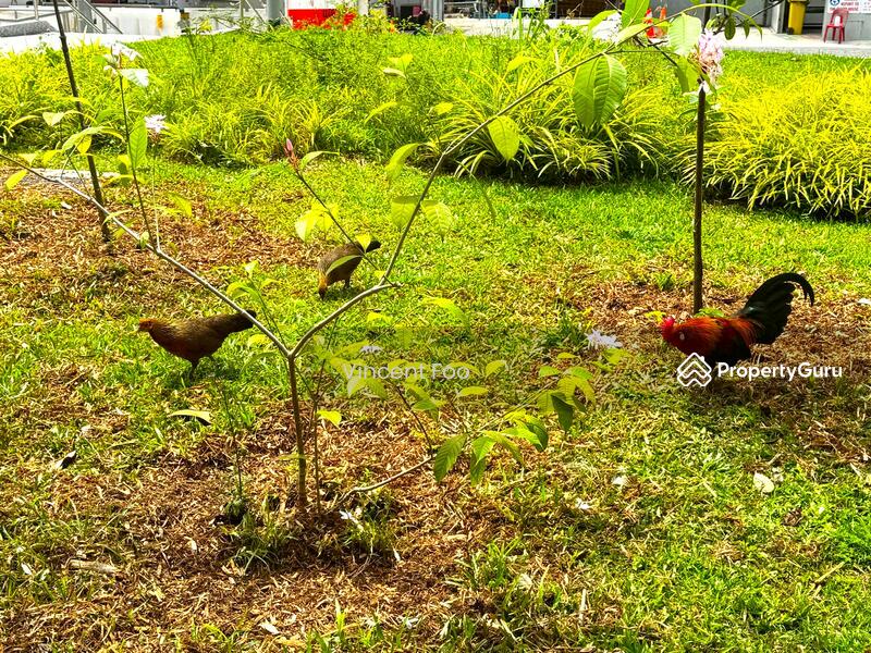 Everton area free roaming wild Chicken 