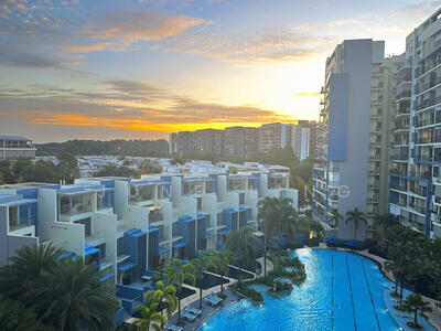 For Sale - Skies Miltonia