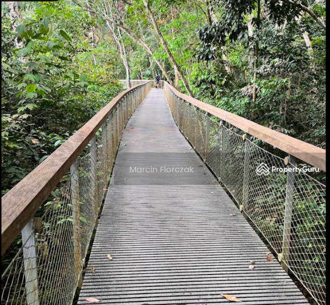 Macritchie Treetop Walk