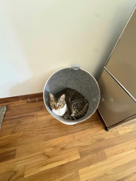 Kitty Owner