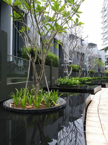 For Sale - Skies Miltonia