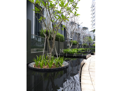 For Sale - Skies Miltonia