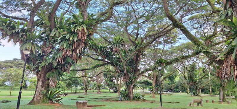 Pasir Park, lush greenery 