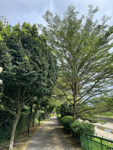 For Sale - Yew Mei Green