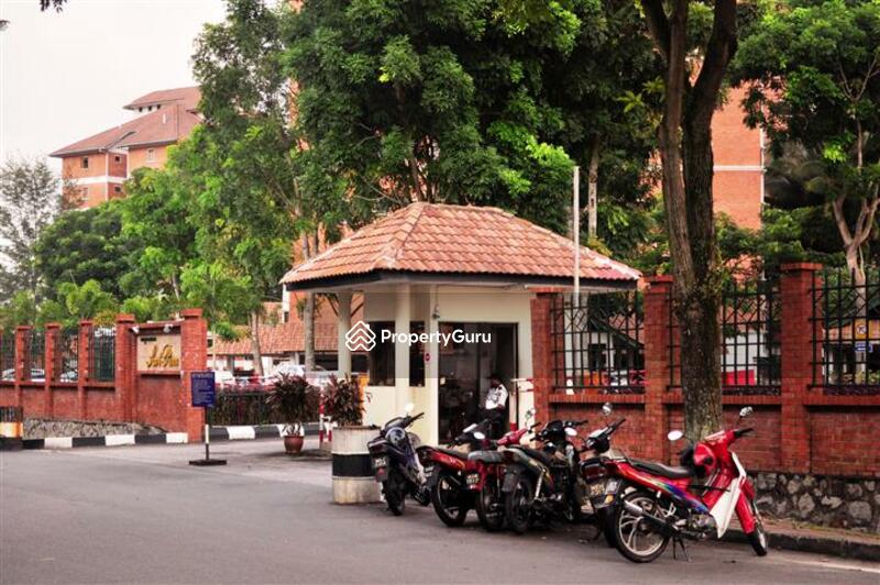 Evergreen Park Scot Pine #0