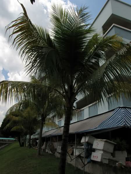 112 Pending Road, 112 Pending Road, 3 Bedrooms, 689 sqft, HDB Flat For Sale, by John Cheok 石伟诘, 500176863 - PropertyGuru.com.sg