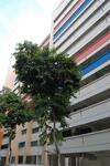 295 Tampines Street 22 #0