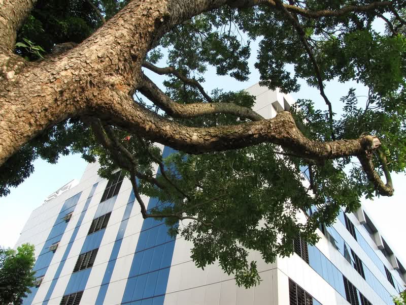 SIS Building