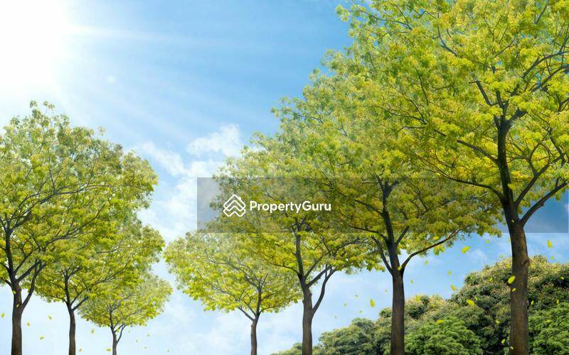 Rain Tree Boulevard