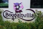 Bougainvilla #0