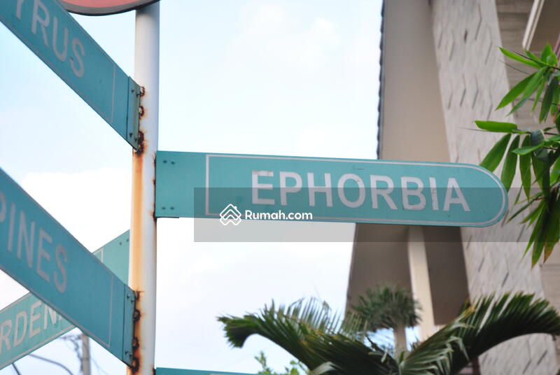 Eastern Hills Cluster Ephorbia #0