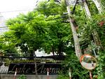 Lake Avenue Sukhumvit 16 : เลค อเวนิว คอนโดมิเนียม #0